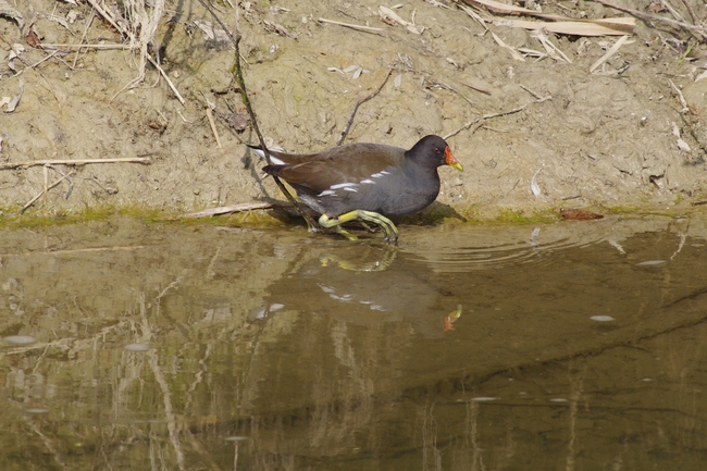 ../previews/261-Rallidae, Gallinula chloropus, Teichhuhn_2014_03_07--12-04-23.jpeg.medium.jpeg