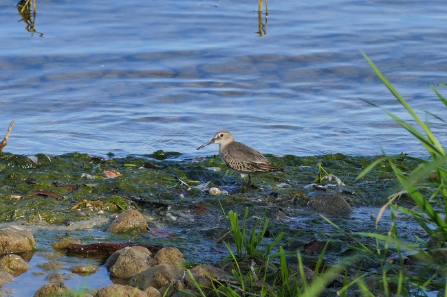 ../previews/267-Scolopacidae, Calidris alba, Sanderling_2019_10_12--15-59-54.jpeg.medium.jpeg