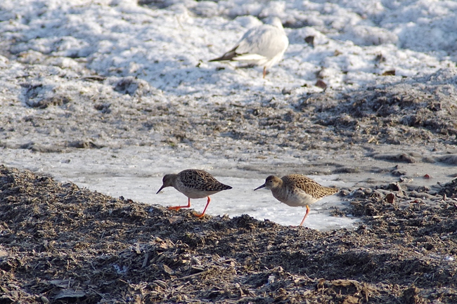 ../previews/284-Scolopacidae, Tringa totanus, Rotschenkel_2018_02_28--09-07-48.jpeg.medium.jpeg