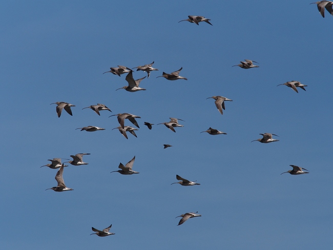 ../previews/287-Scolopatidae, Numenius arquata, Grosse Brachvoegel, im Flug, Stare fliegen mit_2019_02_26--13-47-00.jpeg.medium.jpeg