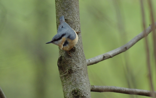 ../previews/288-Sittidae, Sitta europaea, Kleiber_2013_03_17--11-53-56.jpeg.medium.jpeg
