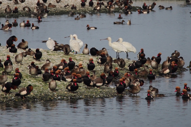../previews/301-Threskiornithidae, Platalea leucorodia, Loeffler am Bodensee_2015_11_06--10-38-49.jpeg.medium.jpeg