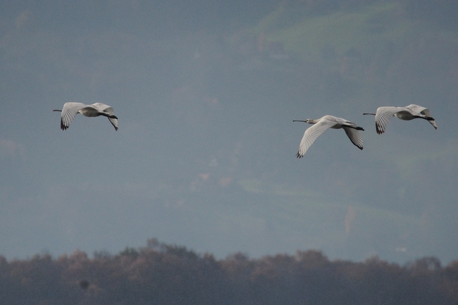 ../previews/302-Threskiornithidae, Platalea leucorodia, Loeffler am Bodensee_2015_11_06--10-48-21.jpeg.medium.jpeg