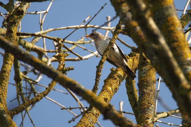 ../previews/310-Turdidae, Turdus pilaris, Wacholderdrossel_2017_03_12--09-37-54.jpeg.medium.jpeg