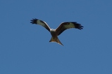 thumbnails/022-Accipitridae, Milvus milvus, Roter Milan im Flug_2014_04_16--10-58-53.jpeg.small.jpeg