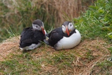 thumbnails/037-Alcidae, Fratercula arctica, Papageitaucher_2019_06_13--13-13-36.jpeg.small.jpeg