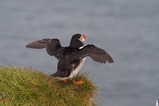 thumbnails/042-Alcidae, Fratercula arctica, Papageitaucher startet_2019_06_13--13-18-51.jpeg.small.jpeg
