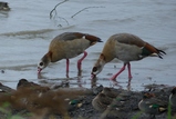 thumbnails/044-Anatidae, Alopochen aegyptiaca, Nilgaense_2020_11_29--14-21-07.jpeg.small.jpeg