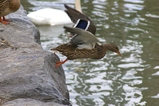 thumbnails/057-Anatidae, Anas platyrhynchos, Stockente beim Abflug_2006_04_02--13-25-04.jpeg.small.jpeg