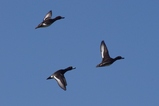 thumbnails/065-Anatidae, Aythya fuligula, Reiherenten im Flug_2014_03_07--10-14-46.jpeg.small.jpeg