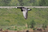 thumbnails/070-Anatidae, Branta leucopsis, Weisswangengans im Flug_2015_04_24--09-36-20.jpeg.small.jpeg