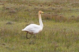 thumbnails/076-Anatidae, Cygnus cygnus, Singschwan_2019_06_11--18-29-02.jpeg.small.jpeg