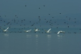 thumbnails/077-Anatidae, Cygnus olor, Hoeckerschwaene im Flug_2012_03_18--11-00-03.jpeg.small.jpeg