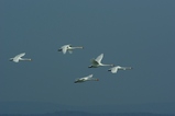 thumbnails/078-Anatidae, Cygnus olor, Hoeckerschwaene im Flug_2012_03_18--11-00-13.jpeg.small.jpeg
