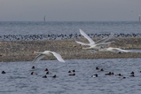 thumbnails/079-Anatidae, Cygnus olor, Hoeckerschwaene im Flug_2014_01_09--10-27-41.jpeg.small.jpeg