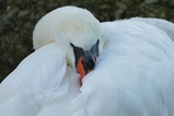 thumbnails/083-Anatidae, Cygnus olor, Hoeckerschwan_2019_08_14--12-57-01.jpeg.small.jpeg