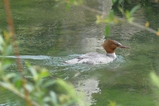 thumbnails/094-Anatidae, Mergus merganser, Gaensesaeger_2020_05_22--11-07-27.jpeg.small.jpeg