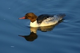 thumbnails/095-Anatidae, Mergus merganser, Gaensesaeger_2023_01_01--16-52-43.jpeg.small.jpeg