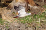 thumbnails/096-Anatidae, Mergus merganser, Gaensesaeger im Flug_2014_03_14--11-34-23.jpeg.small.jpeg