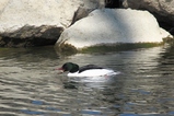 thumbnails/097-Anatidae, Mergus merganser, Gaensesaeger, Maennchen_2015_03_28--12-41-59.jpeg.small.jpeg