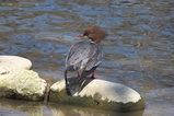 thumbnails/098-Anatidae, Mergus merganser, Gaensesaeger, Weibchen_2015_03_28--12-37-49.jpeg.small.jpeg