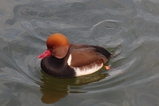 thumbnails/099-Anatidae, Netta rufina, Kolbenente_2011_11_20--12-09-57.jpeg.small.jpeg