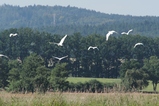 thumbnails/112-Ardeidae, Ardea alba, Silberreiher im Flug_2018_08_09--10-34-28.jpeg.small.jpeg