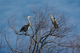 thumbnails/114-Ardeidae, Ardea cinerea, Graureiher_2013_03_09--11-30-40.jpeg.small.jpeg