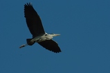 thumbnails/127-Ardeidae, Ardea cinerea, Graureiher im Flug_2012_03_29--09-15-28.jpeg.small.jpeg