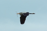 thumbnails/129-Ardeidae, Ardea cinerea, Graureiher, Nestbau_2013_04_27--10-30-32.jpeg.small.jpeg