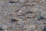 thumbnails/135-Charadriidae, Charadrius hiaticula, Sandregenpfeifer_2019_06_11--16-46-15.jpeg.small.jpeg
