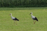 thumbnails/141-Ciconiidae, Ciconia ciconia, Weissstorch, Paar_2014_08_25--09-54-33.jpeg.small.jpeg