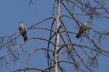 thumbnails/147-Columbidae, Columba palumbus, Ringeltauben_2019_04_02--11-53-08.jpeg.small.jpeg
