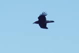 thumbnails/149-Corvidae, Corvus corax, Kolkrabe im Flug_2019_06_15--17-23-55.jpeg.small.jpeg