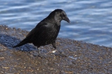 thumbnails/151-Corvidae, Corvus corone, Rabenkraehe_2015_01_31--10-57-37.jpeg.small.jpeg