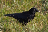 thumbnails/153-Corvidae, Corvus corone, Rabenkraehe_2019_12_08--15-11-54.jpeg.small.jpeg