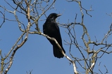 thumbnails/154-Corvidae, Corvus corone, Rabenkraehe_2022_04_22--09-55-11.jpeg.small.jpeg