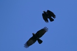 thumbnails/157-Corvidae, Corvus frugilegus, Saatkraehen im Flug_2017_04_07--10-00-23.jpeg.small.jpeg