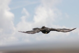 thumbnails/158-Corvidae, Pyrrhocorax graculus, Alpendohle im Flug_2006_07_30--12-38-00.jpeg.small.jpeg