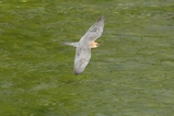 thumbnails/165-Falconidae, Falco peregrinus, Wanderfalke im Flug_2022_05_01--11-28-25.jpeg.small.jpeg