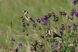 thumbnails/170-Fringillidae, Carduelis carduelis, Stieglitze_2020_06_12--10-32-27.jpeg.small.jpeg