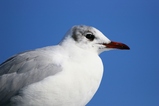thumbnails/189-Laridae, Chroicocephalus ridibundus, Lachmoewe_2006_02_11--12-31-55.jpeg.small.jpeg