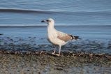 thumbnails/192-Laridae, Larus argentatus, junge Silbermoewe_2015_12_12--12-59-53.jpeg.small.jpeg