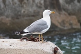 thumbnails/197-Laridae, Larus michahellis, Mittelmeermoewe_2016_06_09--10-16-04.jpeg.small.jpeg