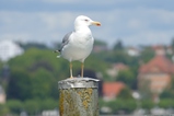 thumbnails/198-Laridae, Larus michahellis, Mittelmeermoewe_2017_08_20--13-13-26.jpeg.small.jpeg