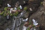 thumbnails/202-Laridae, Rissa tridactyla, Dreizehenmoewen nisten_2019_06_13--12-14-51.jpeg.small.jpeg