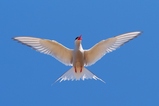 thumbnails/207-Laridae, Sterna paradisaea, Kuestenseeschwalbe im Flug_2019_06_19--18-46-01.jpeg.small.jpeg