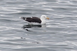 thumbnails/208-Larus fuscus, Heringsmoewe_2019_06_17--15-58-02.jpeg.small.jpeg