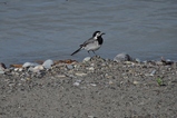thumbnails/216-Motacillidae, Motacilla alba, Bachstelze_2015_05_14--08-39-42.jpeg.small.jpeg