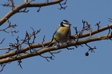 thumbnails/217-Paridae, Cyanistes caeruleus, Blaumeise_2019_02_20--12-00-44.jpeg.small.jpeg